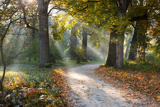 istock Beautiful oak trees in the sunlight 536058545