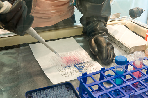 Liquid handling in a glovebox. Scientist work with a pipette.under strict security conditions.