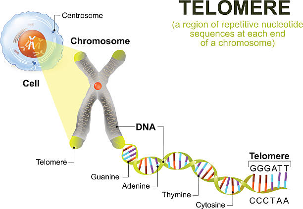 illustrations, cliparts, dessins animés et icônes de cellule humaine, chromosome et télomère - chromatid