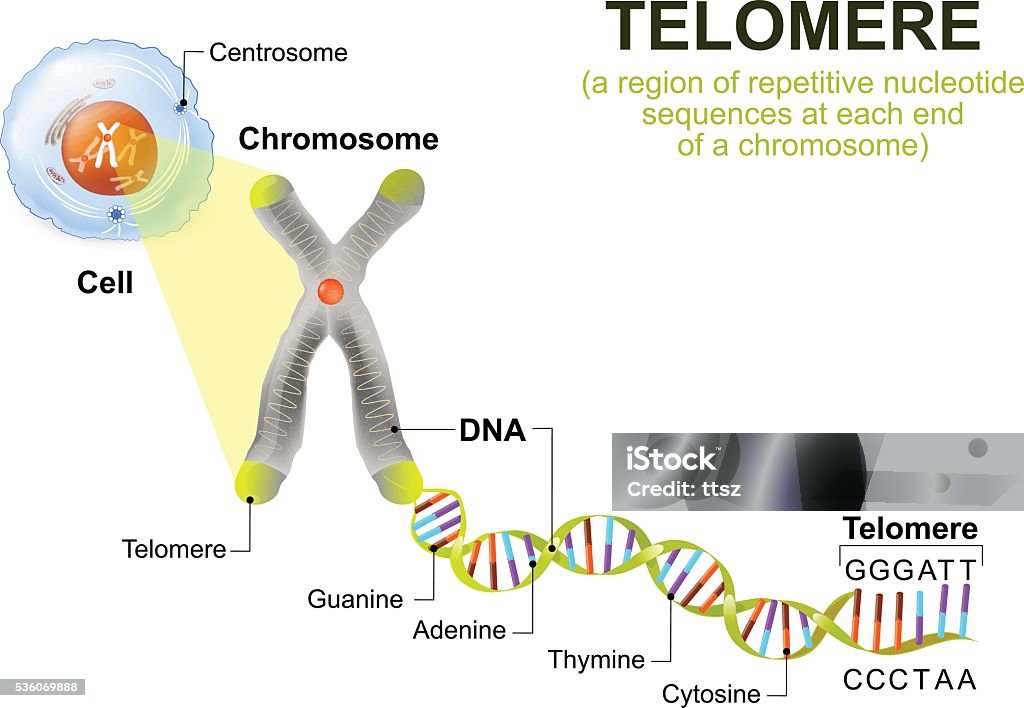 Human cell, chromosome and telomere A telomere is a repeating sequence of double-stranded DNA located at the ends of chromosomes. Each time a cell divides, the telomeres become shorter. Eventually, the telomeres become so short that the cell can no longer divide. Telomere stock vector