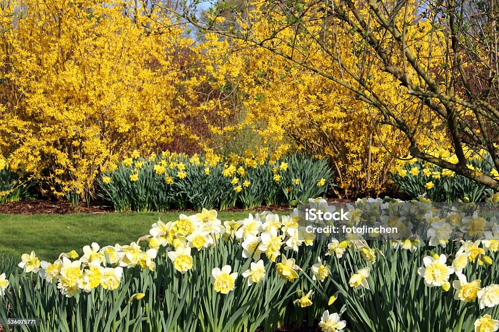 Frühling Eindruck - Lizenzfrei 2015 Stock-Foto