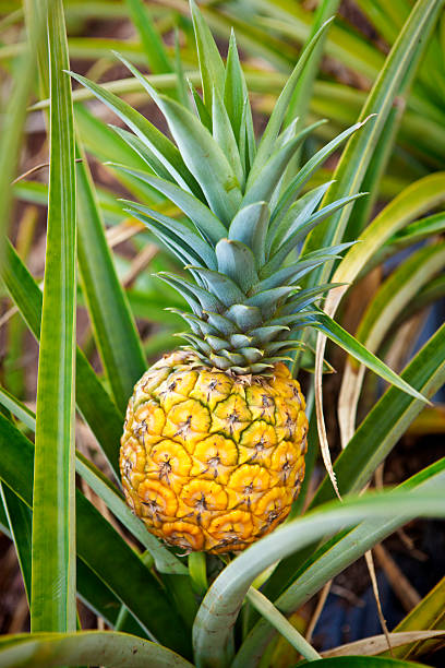 istock Ripe Pineapple Fruit in the Field 536075903