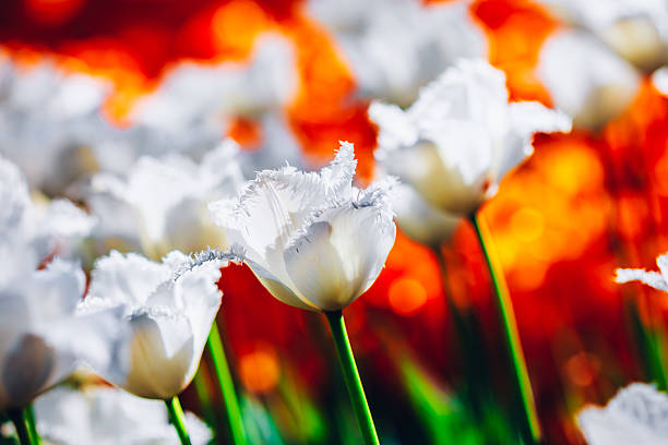 istock White  Flowers Tulip In Spring Garden 536077209