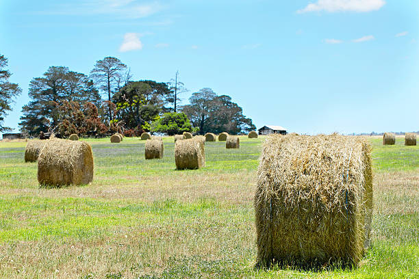 istock Australian rural field landscape with haystacks and blue sky 536078565