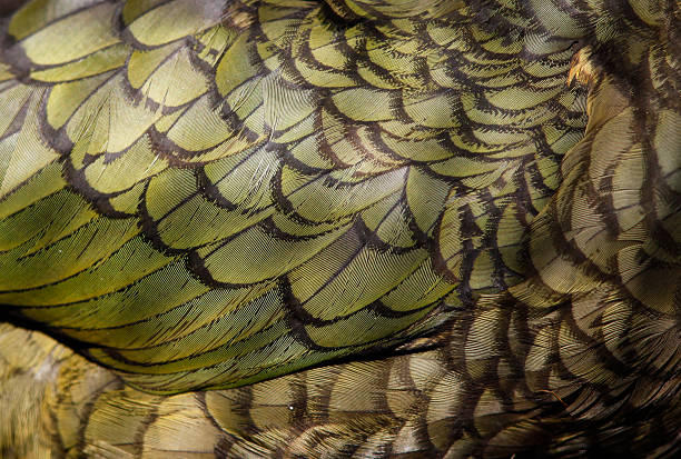 The New Zealand kea is an endemic parrot found in the South Island's alpine environments.  Its formal name is Nestor notabilis, and it is of the Psittacidae family.  The kea is the world's only alpine parrot, and it gets its name from the call it makes while flying. Unlike most birds, male and female keas have identical plumage which is shown in this macro shot.  The bird feathers are olive green, black and some yellow.  Each feather follicle can be seen. The kea is known for their curiosity and cleverness, and have been known to investigate hikers’ backpacks, boots and cars.  Its conservation status is listed as vulnerable.