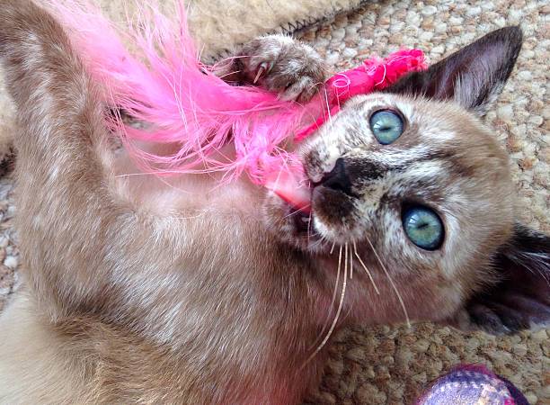 istock Close up of a cute kitten playing with a pink feather 536079201