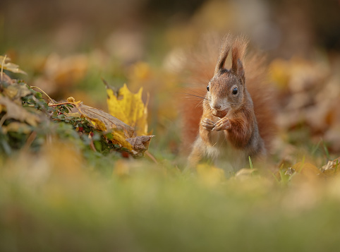 A red squirrel foraging for nuts in a local cemetery
