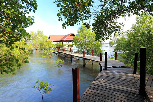 istock Mangrove forest and wooden pavilion 536079777