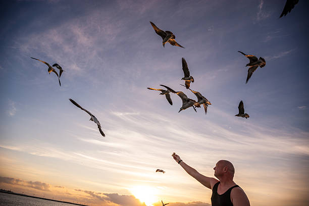 istock Mature man feeding seagulls on sunrise, Key West 536080543