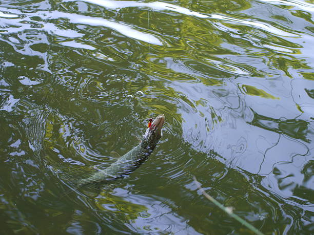 pike long pike on a river background clothes hanger rod stock pictures, royalty-free photos & images
