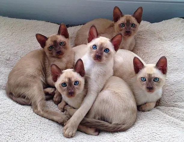 A beautiful litter of 5 chocolate point, mink and solid tonkinese kittens, sitting piled up in a bed.