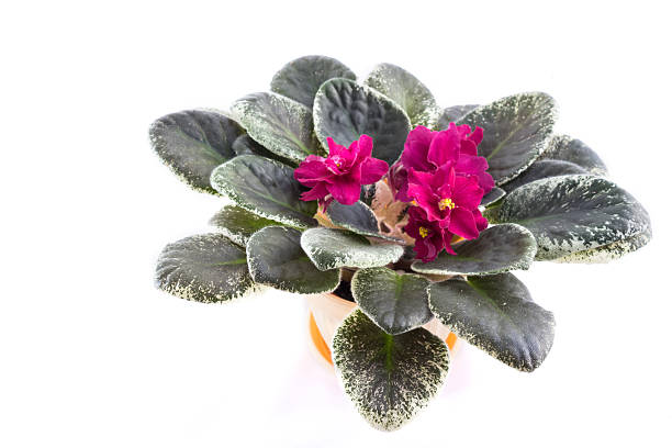 istock Purple African Violets on a white background 536081591