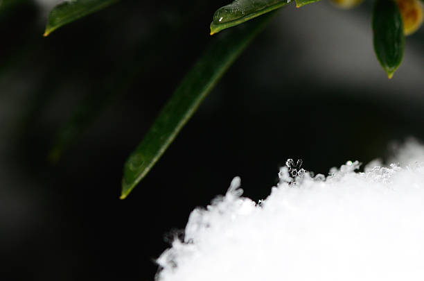 istock crystal in the snow on the shrub 536081651