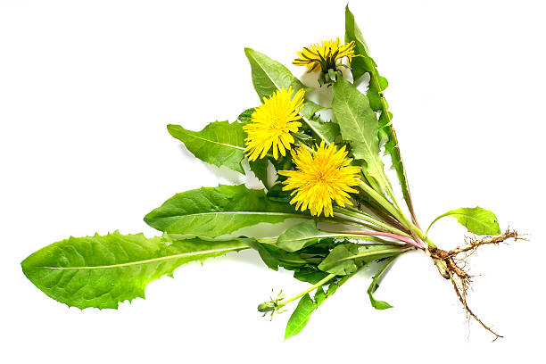 Medicinal plant dandelion on a white background stock photo