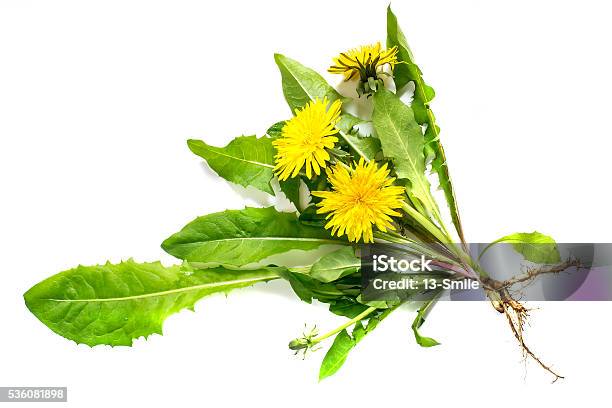 Medicinal Plant Dandelion On A White Background Stock Photo - Download Image Now - Dandelion, Cut Out, Root