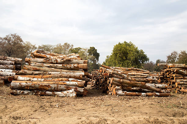 istock Heap of woods pile 536082161