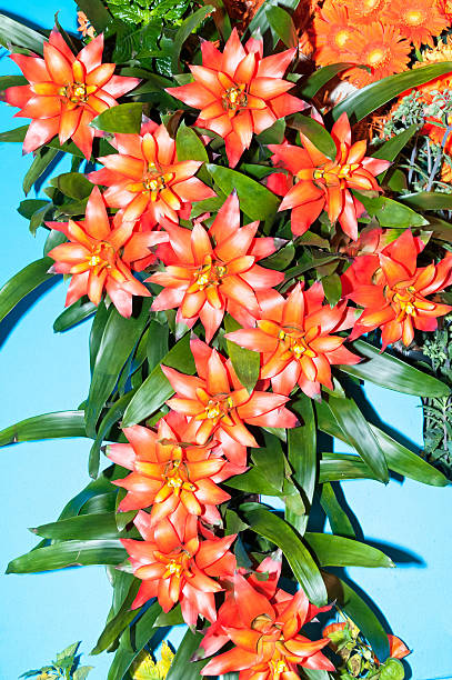 istock Orange guzmanias on blue 536082365