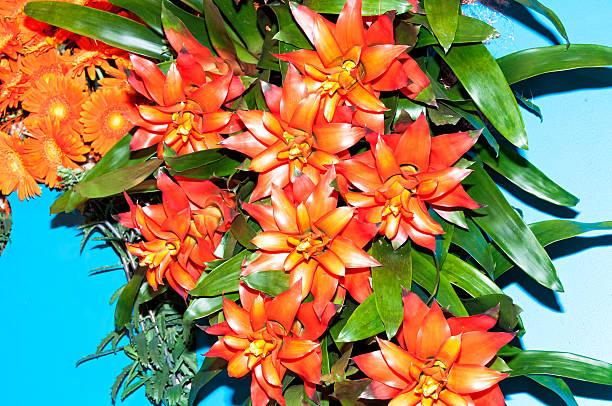 Orange guzmanias on blue