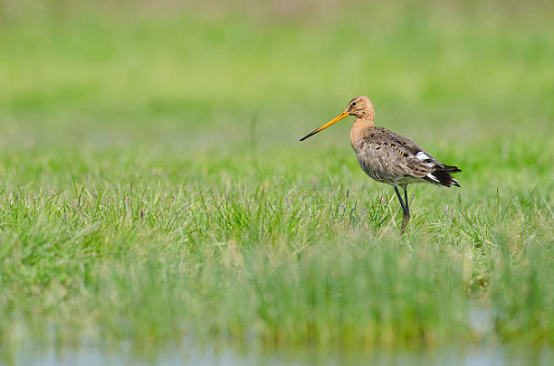 black-tailed godwit (Limosa limosa) standing in Meadow Black-tailed godwit (Limosa limosa) standing in Meadow.  charadriiformes stock pictures, royalty-free photos & images