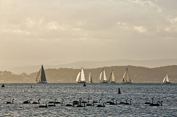 Sail boats and Black Swans on Lake Macquarie, Australia
