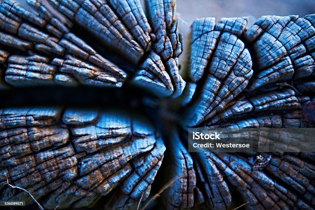 Drift wood with cracks Piece of end wood devastated by the wind and weather. Cambium Stock Photo