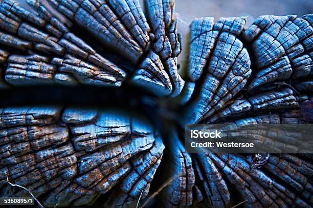 Drift Wood With Cracks Stock Photo - Download Image Now - Cambium, Driftwood, 2015