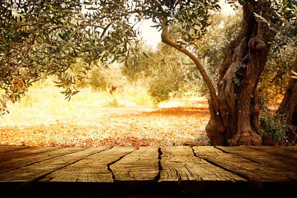 holztisch mit olive tree - spring tree orchard forest stock-fotos und bilder