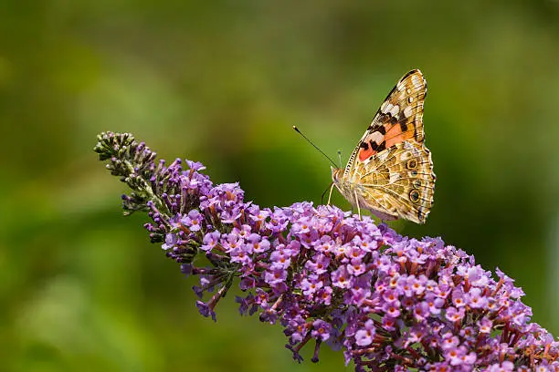 Painted Lady butterfly (vanessa cardu) feeding nectar from a purple butterfly-bush.