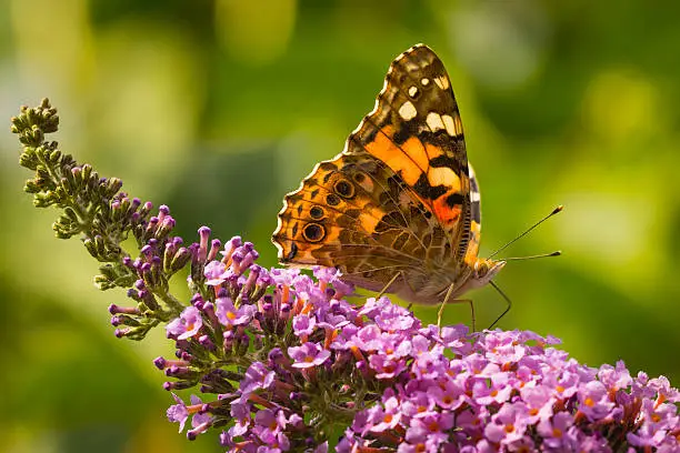 Painted Lady butterfly (vanessa cardu) feeding nectar from a purple butterfly-bush.