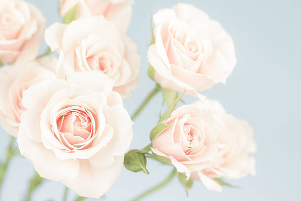 istock Pastel pink roses, muted colors 536090145