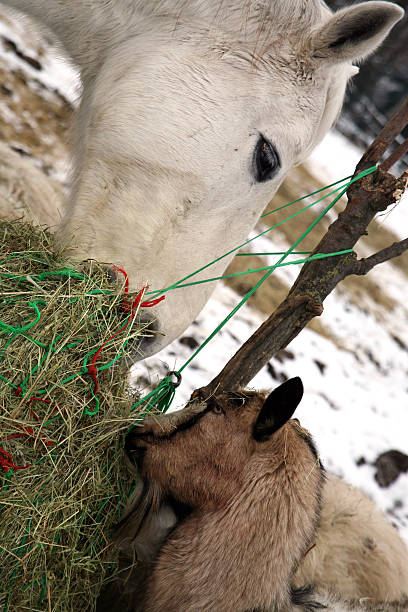 goat and horse eating hay during winter time. - horse net hay bildbanksfoton och bilder