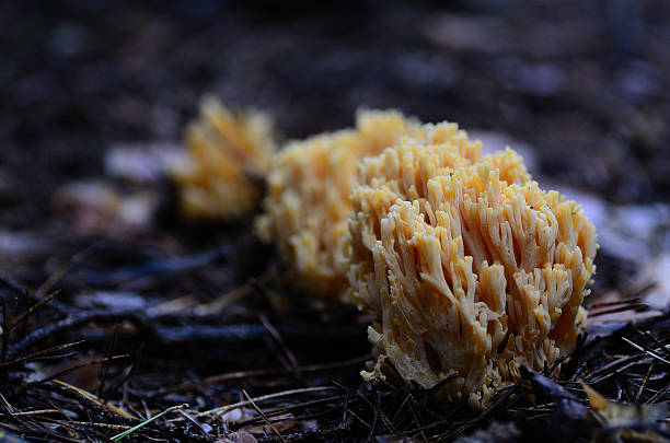 grzyb jak coral - pictorially zdjęcia i obrazy z banku zdjęć