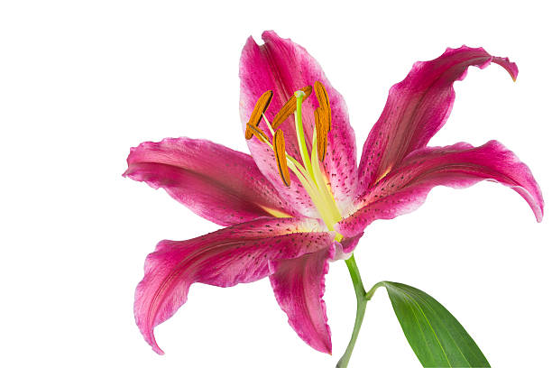 istock Stargazer pink isolated on white 536091515