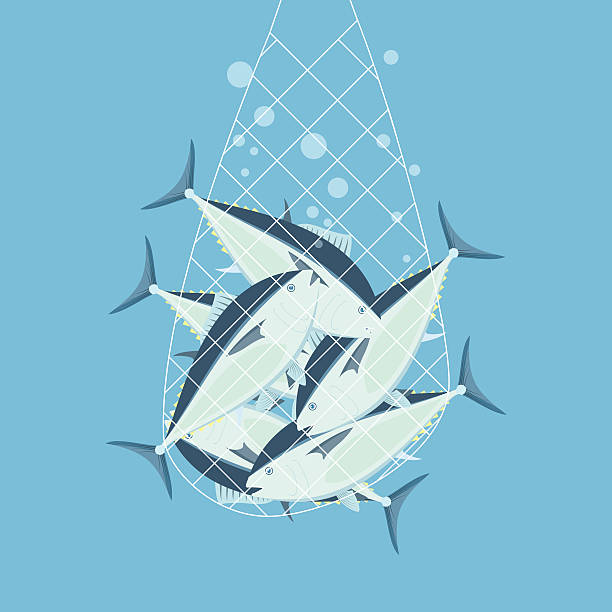 illustrazioni stock, clip art, cartoni animati e icone di tendenza di reti da pesca del tonno dalla pinna blù - netting backgrounds fishing industry commercial fishing net