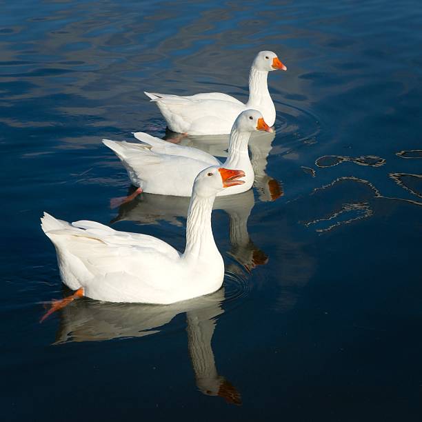 istock Three domestic geese swimming on a sunny winter day 536109095
