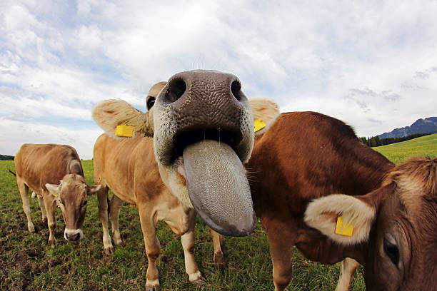 istock young dairy cow stretched out his tongue 536109144