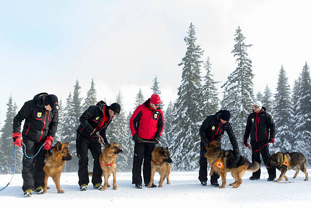 montanha serviço de resgate - dog first aid first aid kit winter - fotografias e filmes do acervo