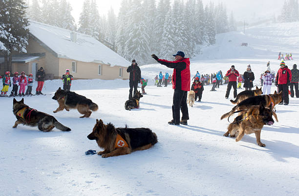 montanha serviço de resgate - dog first aid first aid kit winter - fotografias e filmes do acervo