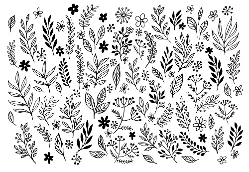 Set of sketches and line doodles  hand drawn design floral elements. Vector illustration EPS10