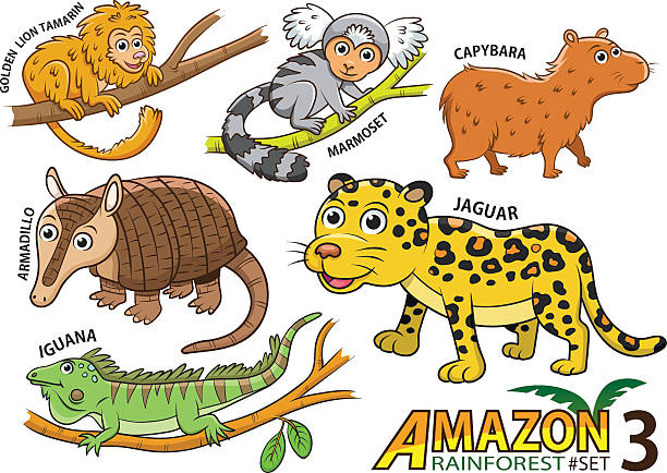 ilustrações, clipart, desenhos animados e ícones de desenhos animados animais e pássaros na amazônia - amazon com illustrations