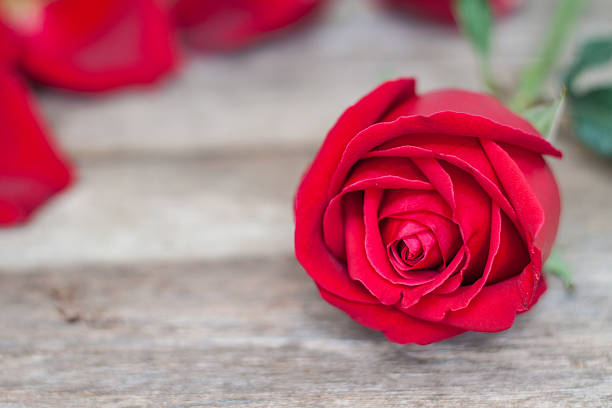 istock Red roses on wood background 536112705