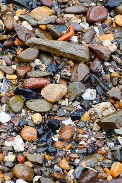 Stock image showing sea shells and pebbles on the banks of  the River Rhine in Germany