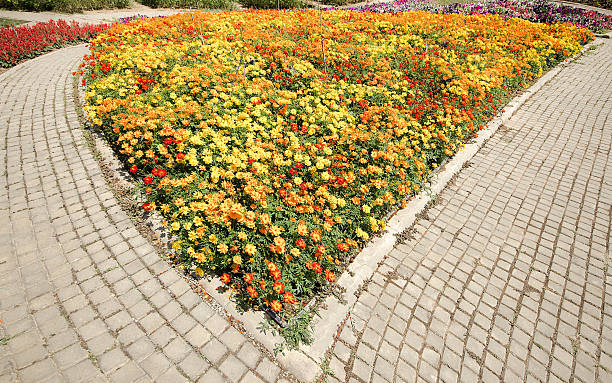 istock Multicolored flower in garden 536113635