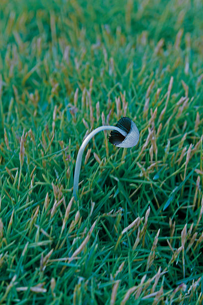 Coprinus Micaceus, mushroom Coprinellus micaceus is a common species of fungus in the family Psathyrellaceae with a cosmopolitan distribution. The fruit bodies of the saprobe typically grow in clusters on or near rotting hardwood tree stumps or underground tree roots. Depending on their stage of development, psathyrellaceae stock pictures, royalty-free photos & images