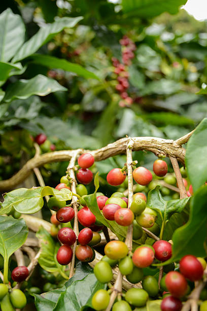 granos de café en un árbol para que disfrute. - kona coffee fotografías e imágenes de stock