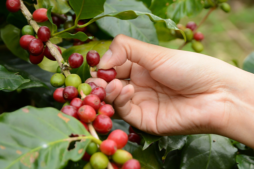Hand picking coffee beans to be factoring in the next step.