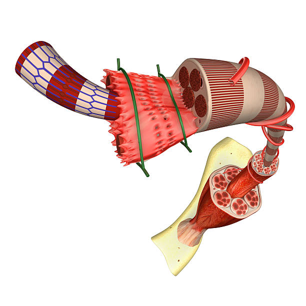 筋肉組織 - actin ストックフォトと画像