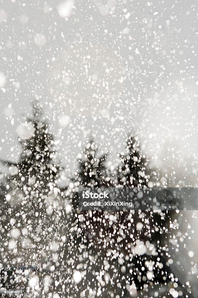 Trees and snow 2015 Stock Photo