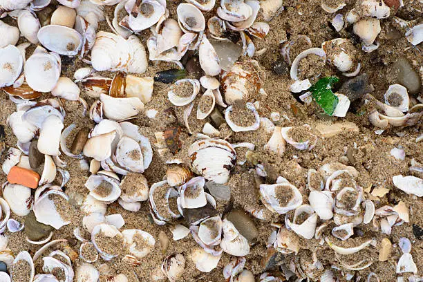 Stock image showing sea shells and pebbles on the banks of  the River Rhine in Germany
