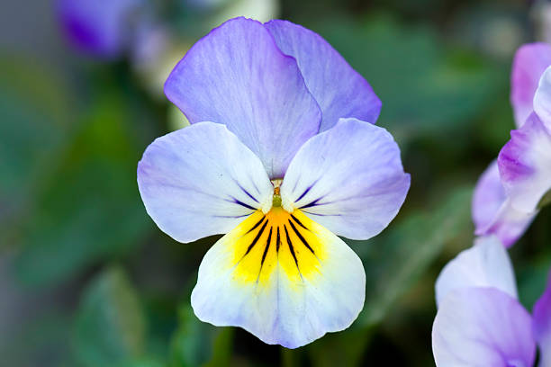 istock violet flowers in thailand 536116059